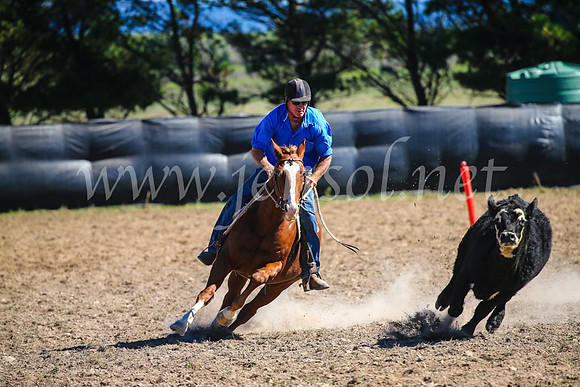 GoulburnCampdraft2017_3518