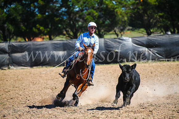 GoulburnCampdraft2017_3266