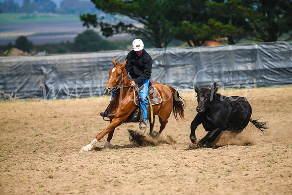 GoulburnCampdraft2017_2394