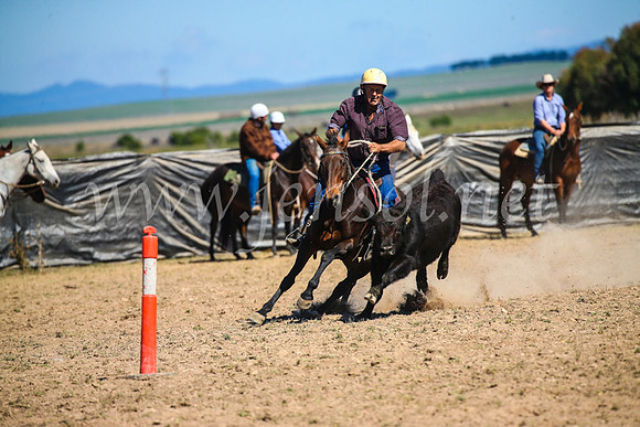 GoulburnCampdraft2017_3302