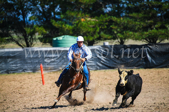 GoulburnCampdraft2017_2739
