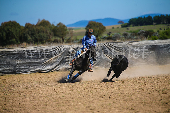 GoulburnCampdraft2017_3405