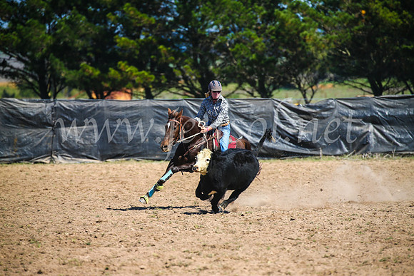 GoulburnCampdraft2017_3048