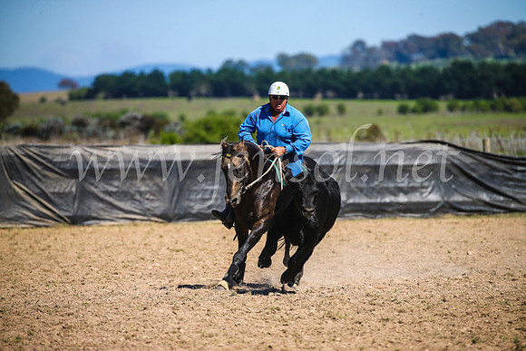 GoulburnCampdraft2017_3139