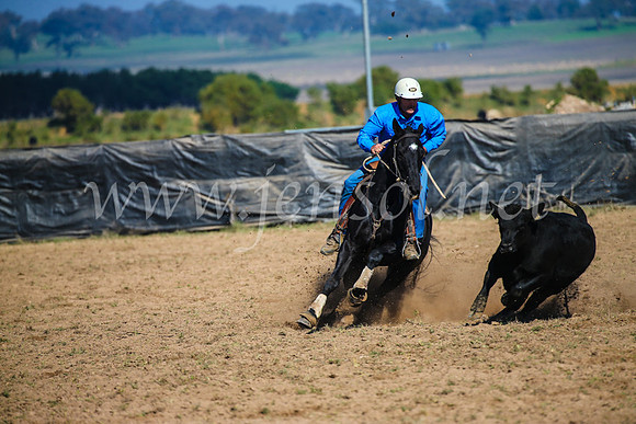 GoulburnCampdraft2017_2599