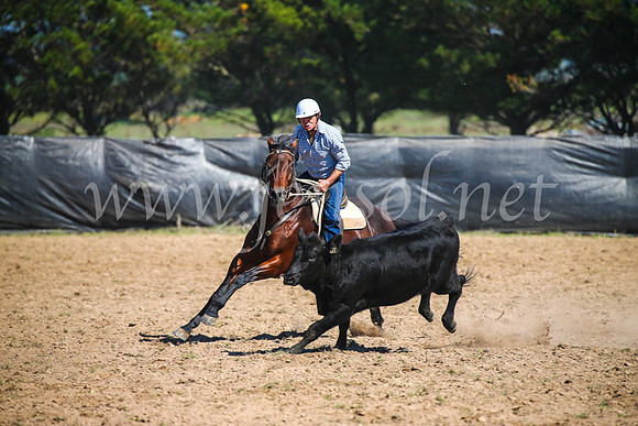 GoulburnCampdraft2017_2989