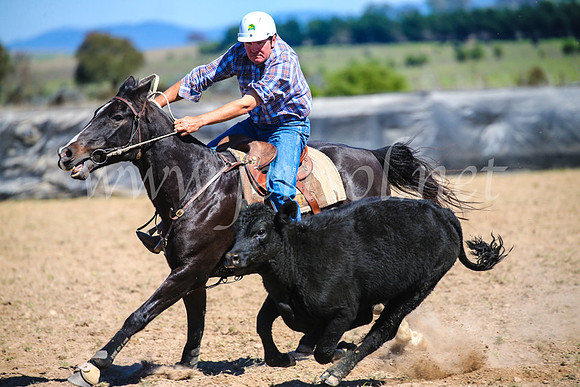GoulburnCampdraft2017_3222
