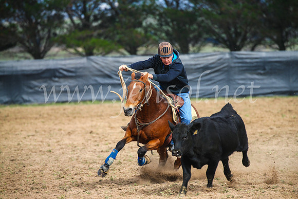 GoulburnCampdraft2017_0364