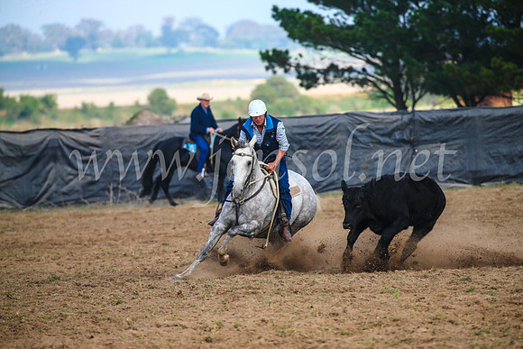 GoulburnCampdraft2017_0336