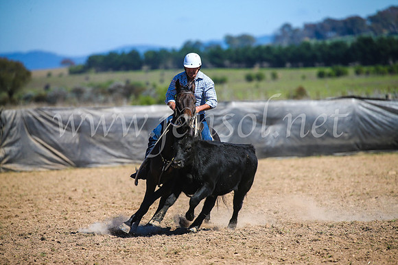 GoulburnCampdraft2017_3421