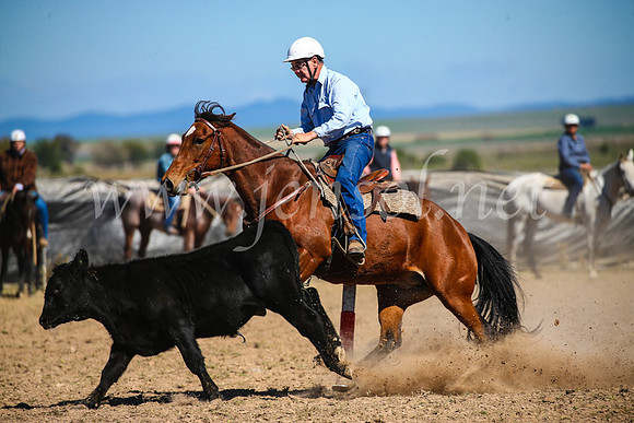 GoulburnCampdraft2017_3282
