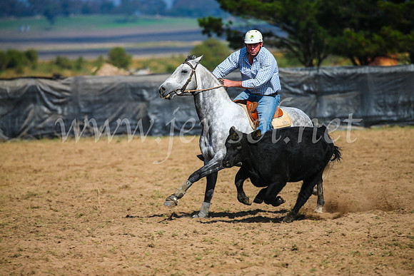 GoulburnCampdraft2017_2525