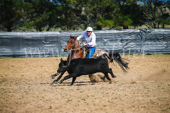GoulburnCampdraft2017_2422