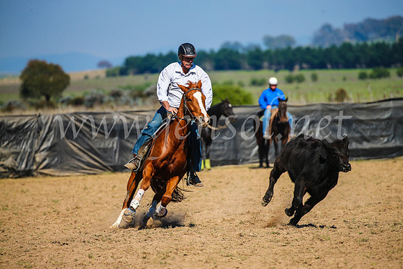 GoulburnCampdraft2017_2719