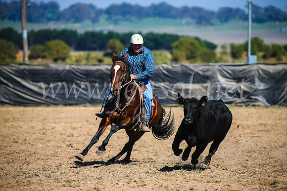 GoulburnCampdraft2017_2839