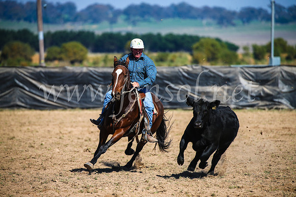 GoulburnCampdraft2017_2837