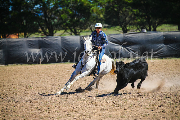 GoulburnCampdraft2017_3503
