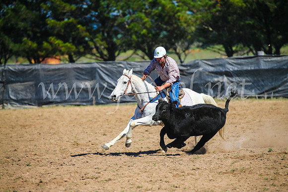 GoulburnCampdraft2017_2967