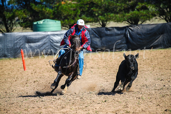 GoulburnCampdraft2017_2579