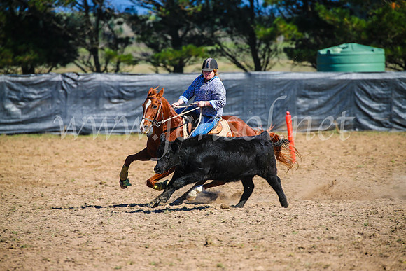 GoulburnCampdraft2017_2851