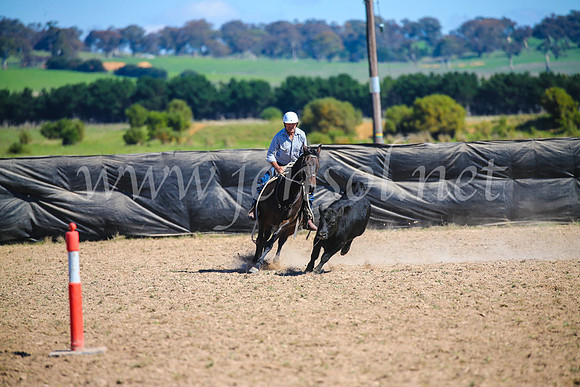 GoulburnCampdraft2017_3415