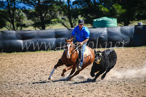GoulburnCampdraft2017_3516