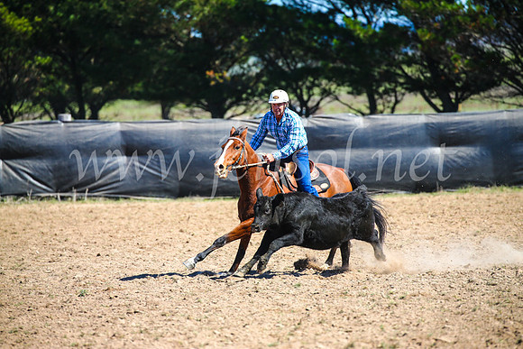 GoulburnCampdraft2017_3189