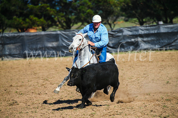 GoulburnCampdraft2017_2688