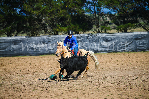 GoulburnCampdraft2017_2610