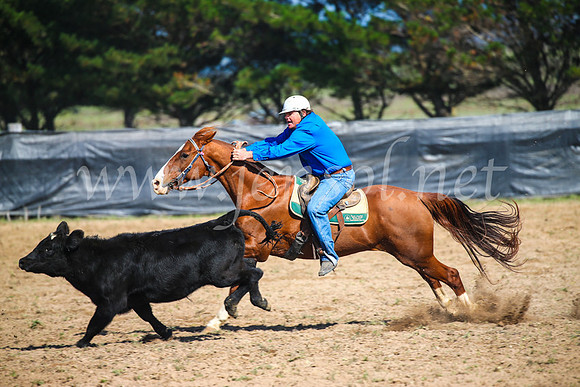 GoulburnCampdraft2017_2551