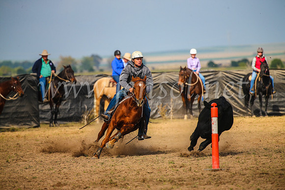 GoulburnCampdraft2017_2476
