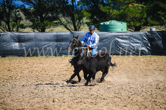 GoulburnCampdraft2017_3053