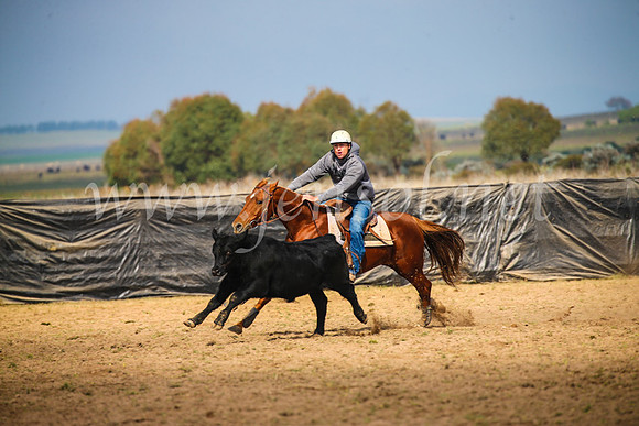 GoulburnCampdraft2017_2472