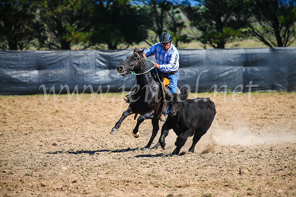 GoulburnCampdraft2017_3060
