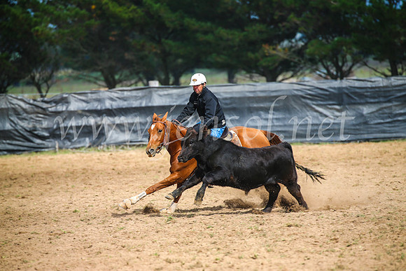 GoulburnCampdraft2017_2387
