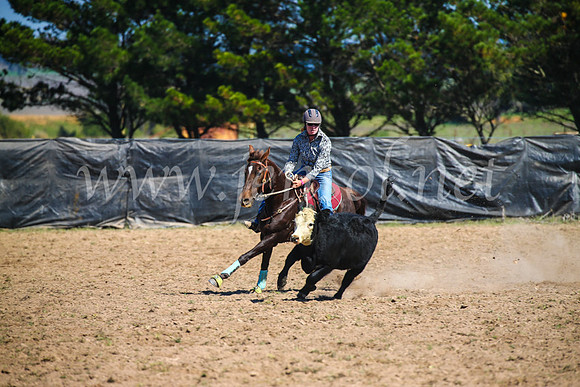 GoulburnCampdraft2017_3046