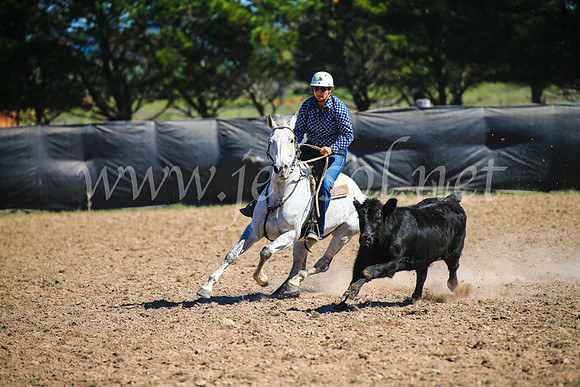 GoulburnCampdraft2017_3504
