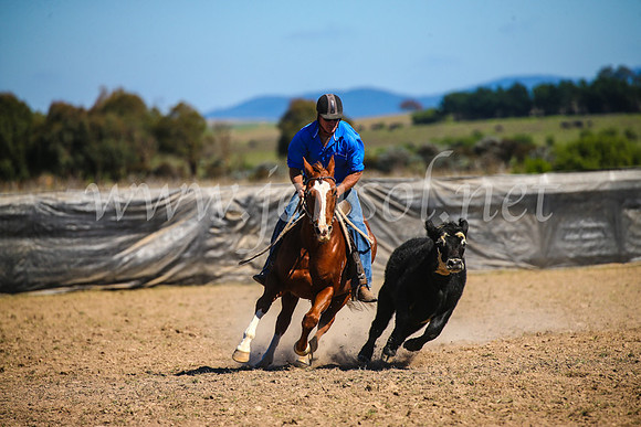 GoulburnCampdraft2017_3528