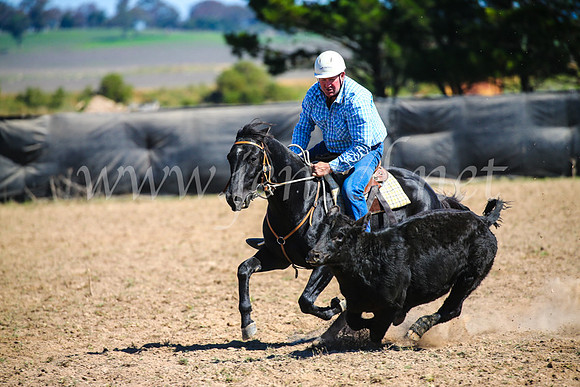GoulburnCampdraft2017_3360