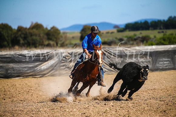 GoulburnCampdraft2017_3522