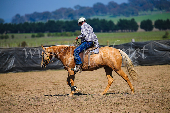 GoulburnCampdraft2017_2726