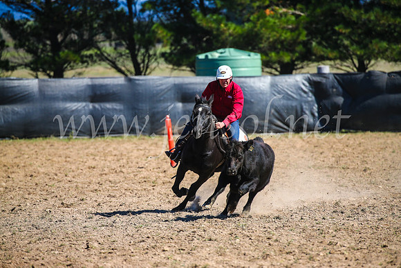 GoulburnCampdraft2017_3112