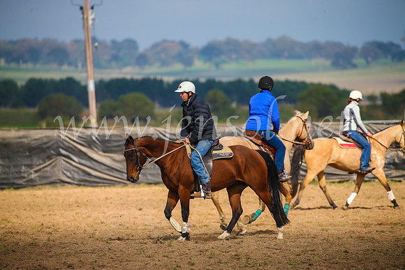 GoulburnCampdraft2017_2460