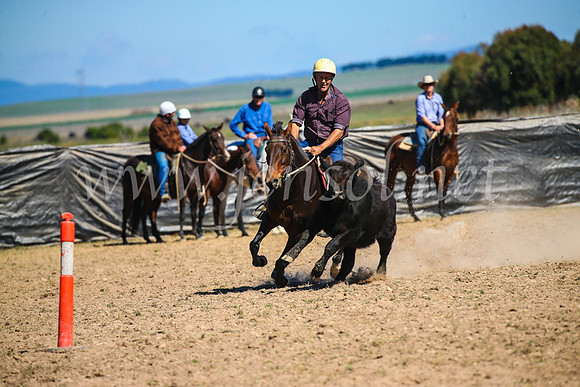 GoulburnCampdraft2017_3300