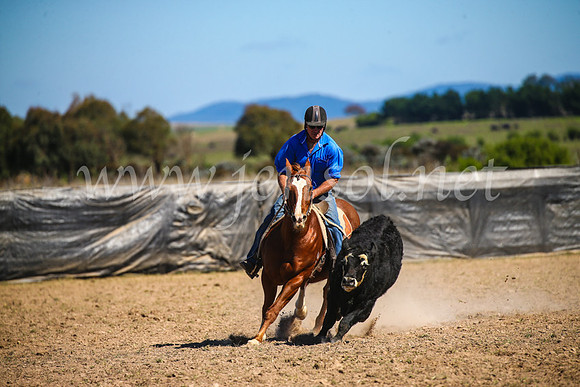 GoulburnCampdraft2017_3524
