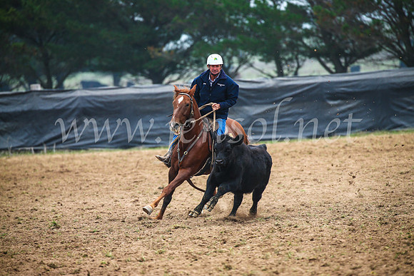 GoulburnCampdraft2017_0207