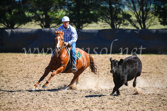 GoulburnCampdraft2017_3199