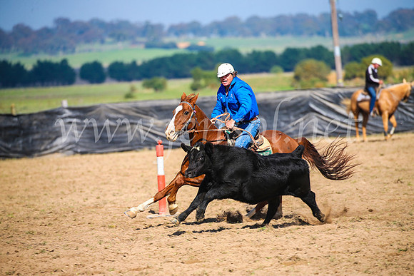 GoulburnCampdraft2017_2559