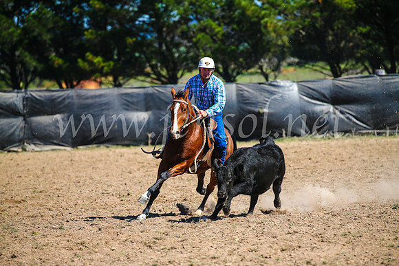 GoulburnCampdraft2017_3195