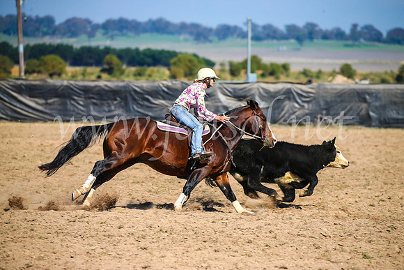 GoulburnCampdraft2017_2810